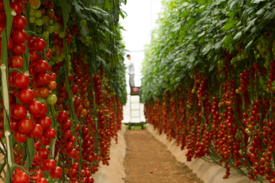 Estufas de cultivo protegido de tomate cereja e carmen e italiano de alta produtividade