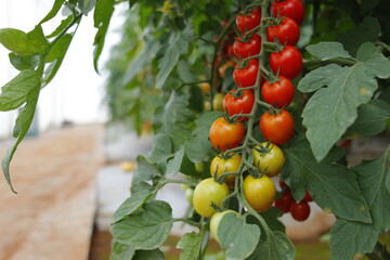 Estufas de cultivo protegido de tomate cereja e carmen e italiano de alta produtividade