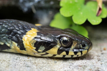 The grass snake (Natrix natrix). Snake head, close-up. Place for text.