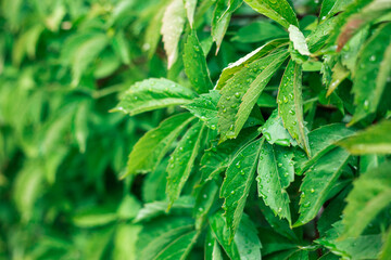 Green leaves of wild grapes. Green, natural wall.