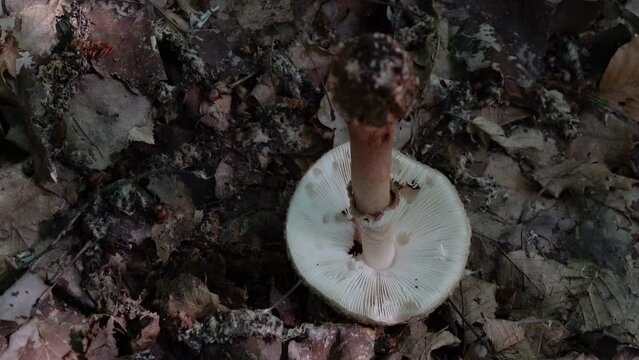 Parasol Mushroom in natural ambient (Macrolepiota procera) - (4K)