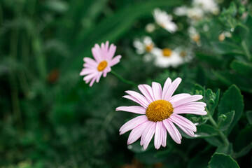 Daisies with rose petals grow in the garden
