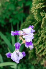 Blue iris on a green background