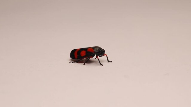 Red and black leafhopper (Cercopis vulnerata) adult.
Insect isolated on a white background.
Close up of bug.
Insects, bugs, leafhoppers.
Garden wildlife, Wild nature.
Animals, animal