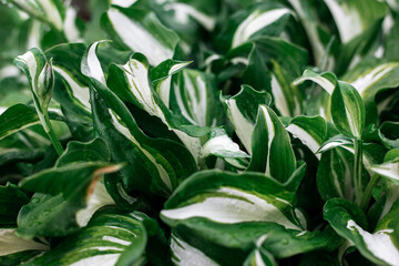 Plant with green succulent leaves in the garden.