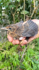 bird in the hand
