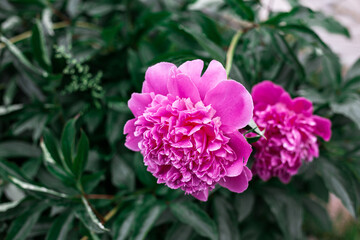 Pink peonies bloom in the garden.