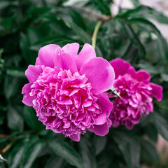 Obraz premium Pink peonies bloom in the garden.
