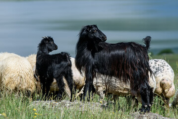 Black goat and its cub grazing in the field