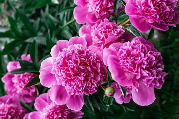 Pink peonies bloom in the garden.