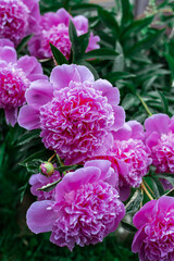 Pink peonies bloom in the garden.
