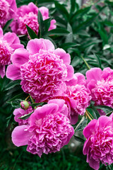 Pink peonies bloom in the garden.