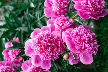 Pink peonies bloom in the garden.