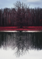 Stranger forest. Fairy woods. Mystical atmosphere. Paranormal another world. Cinematic Processing. Dark scary park with red leaves. Background wallpaper.