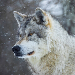 wolf in winter