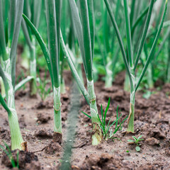 Green onions in the garden.