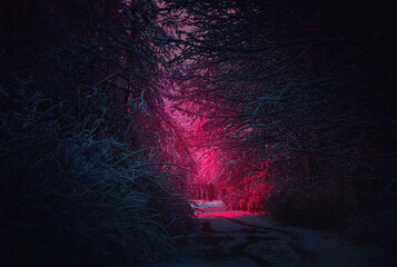 Winter landscape. Mysterious fairy forest. Background mystic atmosphere. Snowy fantastic forest....