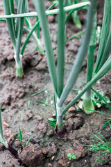 Green onions in the garden.