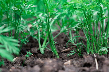 Carrots grow in the garden. Green shoots.