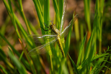 dragonfly