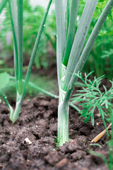Green onions in the garden.