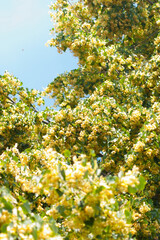 Fototapeta premium Linden in the flowering period (Tilia europaea L.). Blossoming linden branch against blue sky