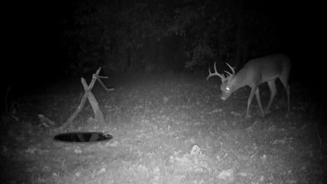 Handsome White-tailed buck drinking at night