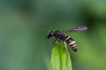 wasp