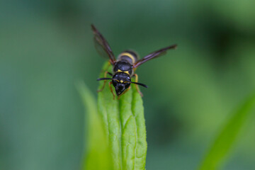Fototapeta premium wasp