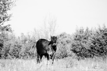 Beef cow in black and white rural Texas pasture outdoors.