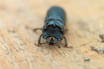 macro