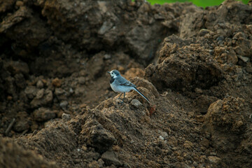 blue jay on a rock