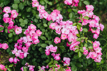 Beautiful flower pink rose, Angela blossoms in the garden. Photography of nature.