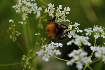 bee on a flower