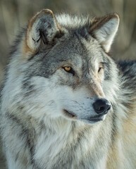 Obraz premium Timber Wolf Head Shot