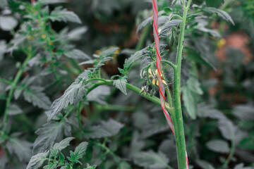 Yellow flowers on tomato bushes