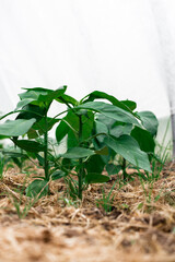 Pepper seedlings in a greenhouse