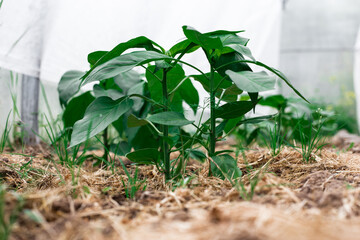 Pepper seedlings in a greenhouse