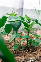 Pepper seedlings in a greenhouse