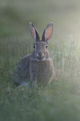 Rabbit in a field.