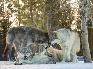Wolf Pack In Snow