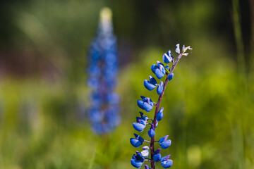 purple flowers in a glade  © Elninho