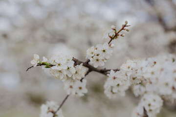 White flowers on the branches of a tree. Cherry blossom trees. White beautiful flowers in the tree blooming in the early spring.