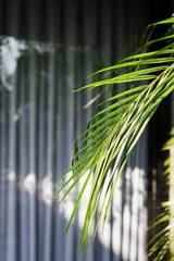 Palm tree leave in the background of white voile curtain of a pool house villa on a sunny day                           