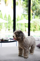 Gray teacup poodle walking around the house in background of pool garden