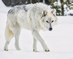 Fototapeta na wymiar Wolf Walking In The Snow