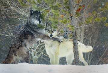 Wolves Playing In The Snow