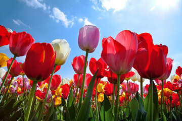 red tulips against blue sky