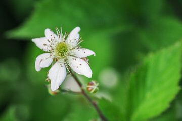 Detail of white flowers of blackberry. 