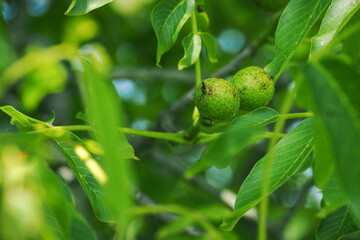 Green walnut fruit on a tree with leaves.